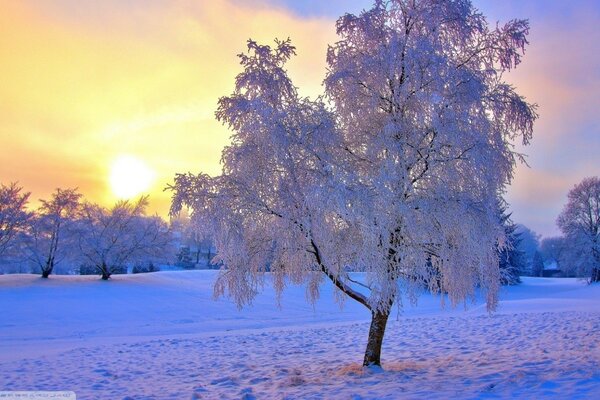 Frostiger Wintermorgen. Die Bäume trugen fabelhafte Pelzmäntel