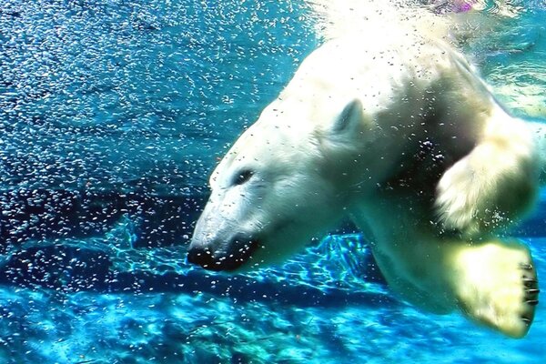 Polar bear swims underwater