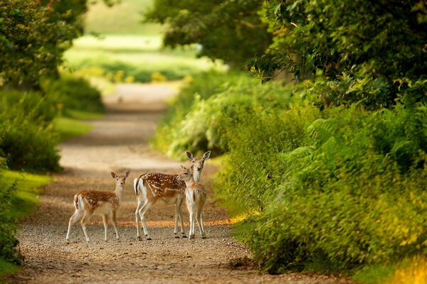 Rehe stehen im Wald auf Propaganda