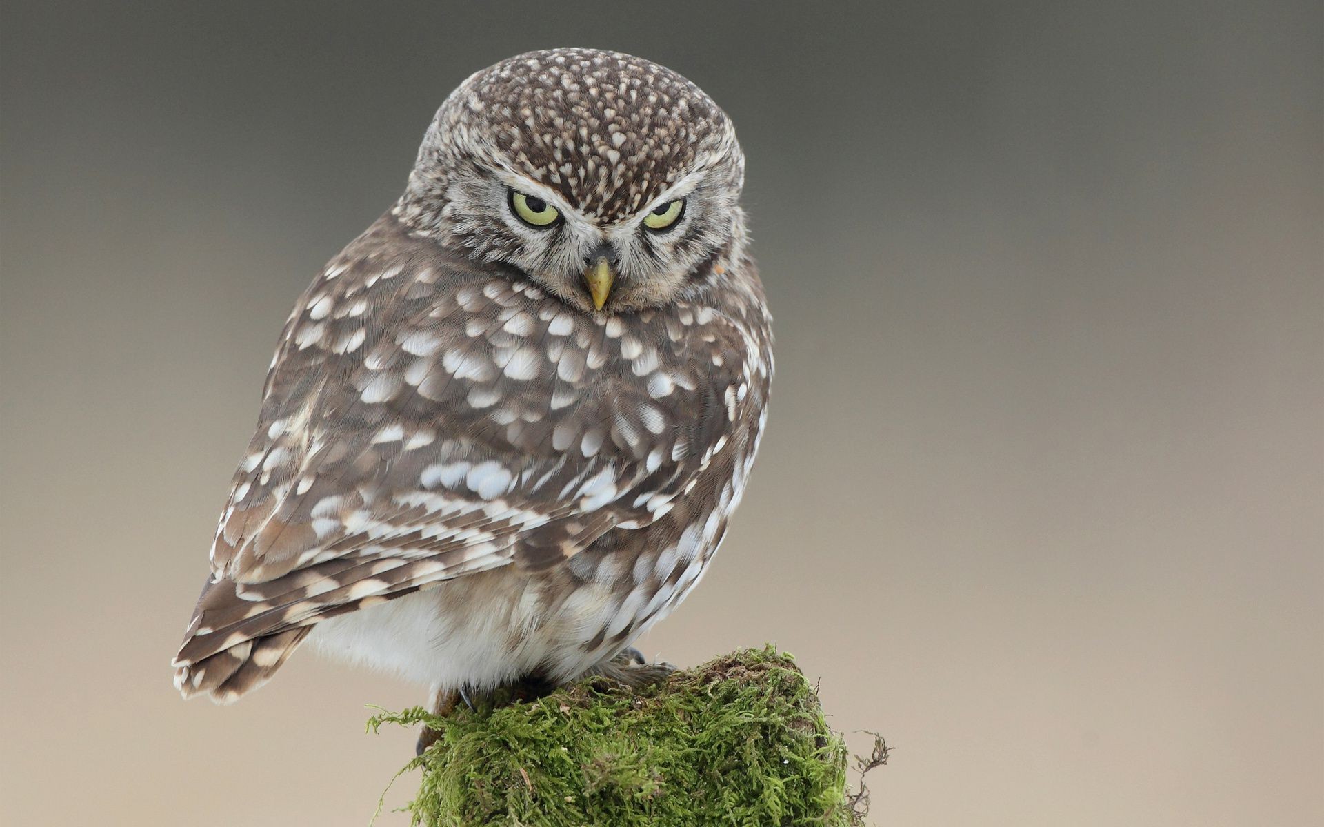 animais pássaro vida selvagem natureza coruja ao ar livre animal