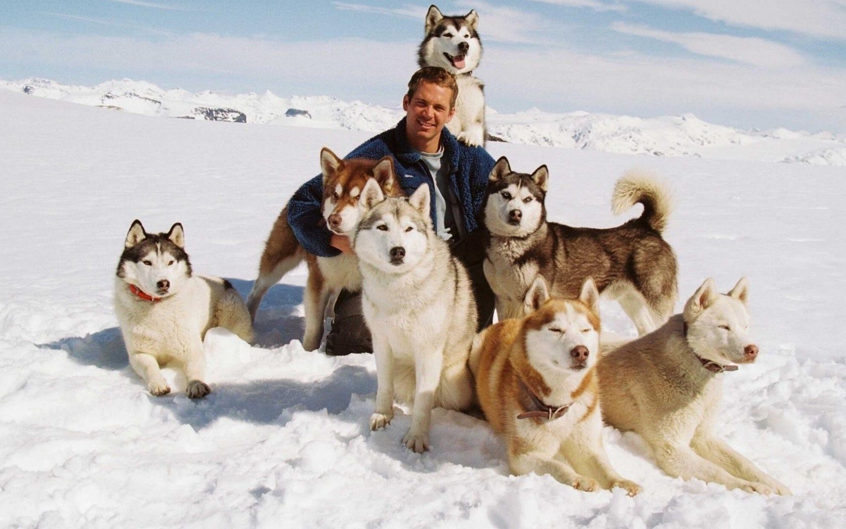 filmes neve inverno cão mamífero cinegrafista gelado trenó animal trenó retrato animal de estimação polar amizade fofa dois frio picolé filhote de cachorro