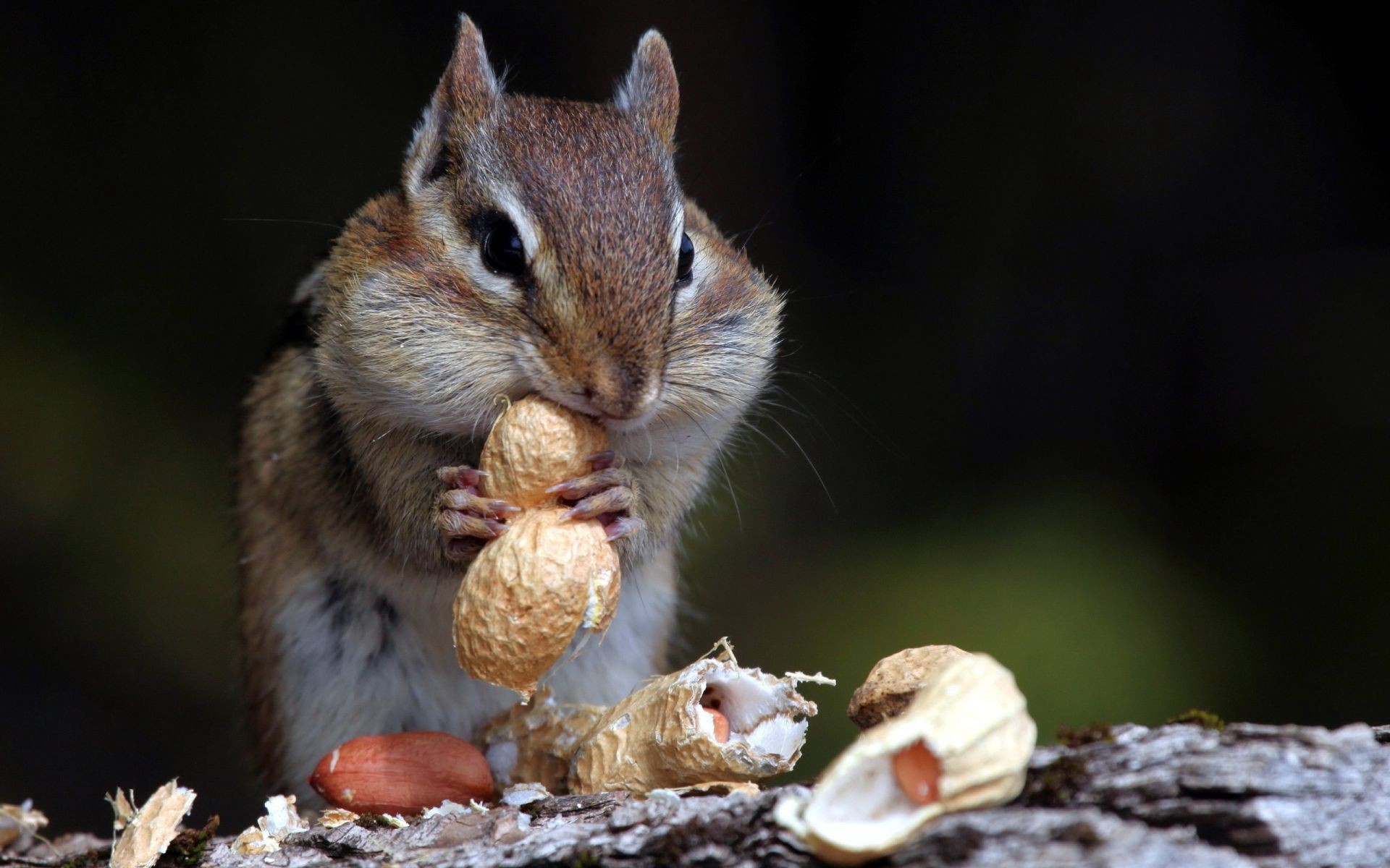 proteins wildlife nature squirrel mammal outdoors little rodent cute animal