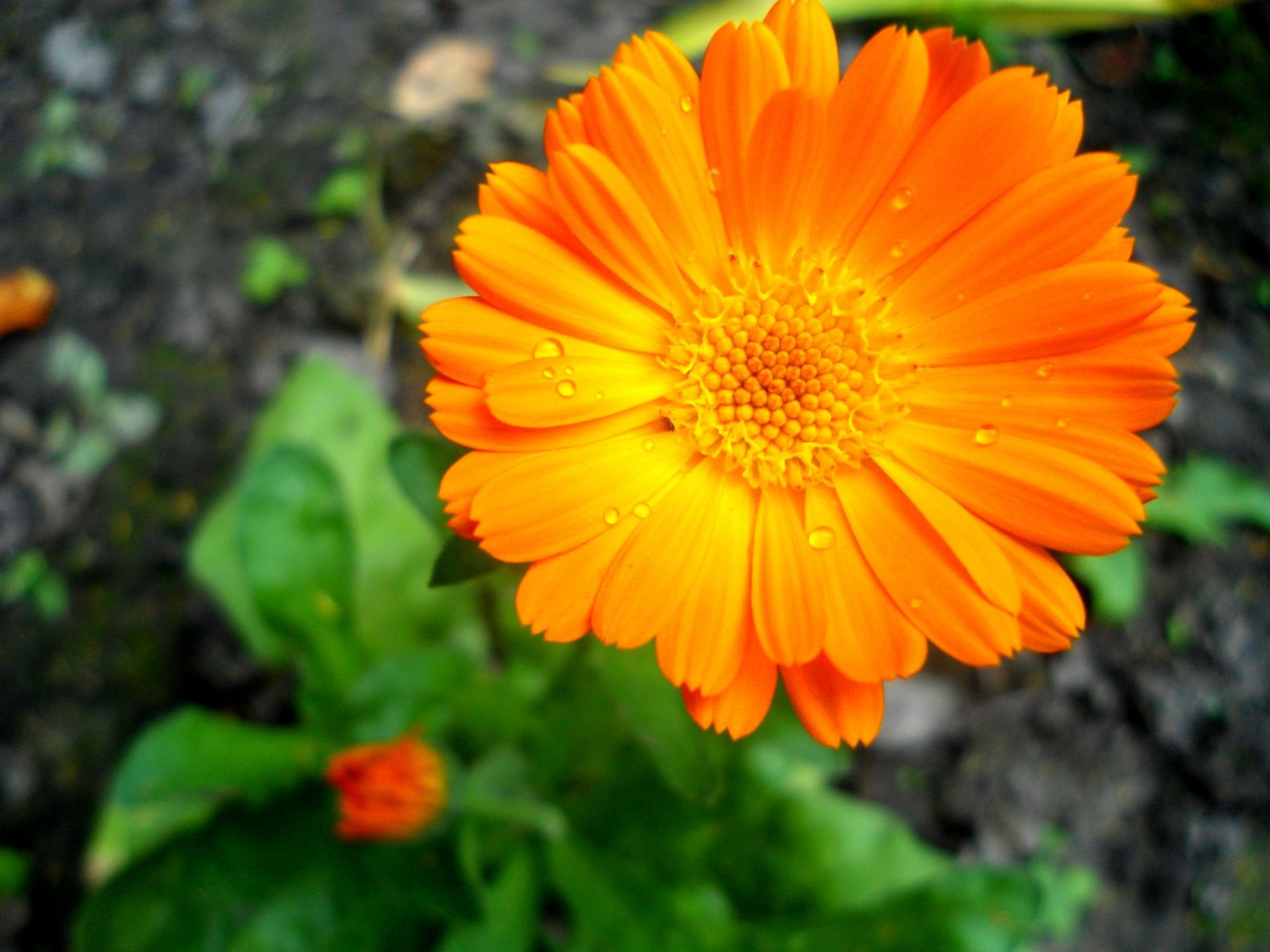 fiori natura fiore flora estate giardino petalo fiore colore foglia floreale luminoso stagione bella close-up