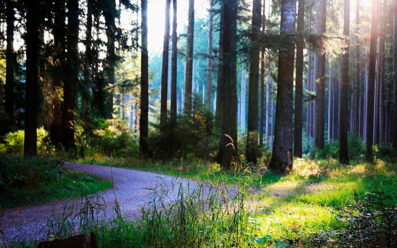 forest wood nature tree park landscape dawn leaf fall light fair weather mist fog environment scenic outdoors guidance sun season daylight