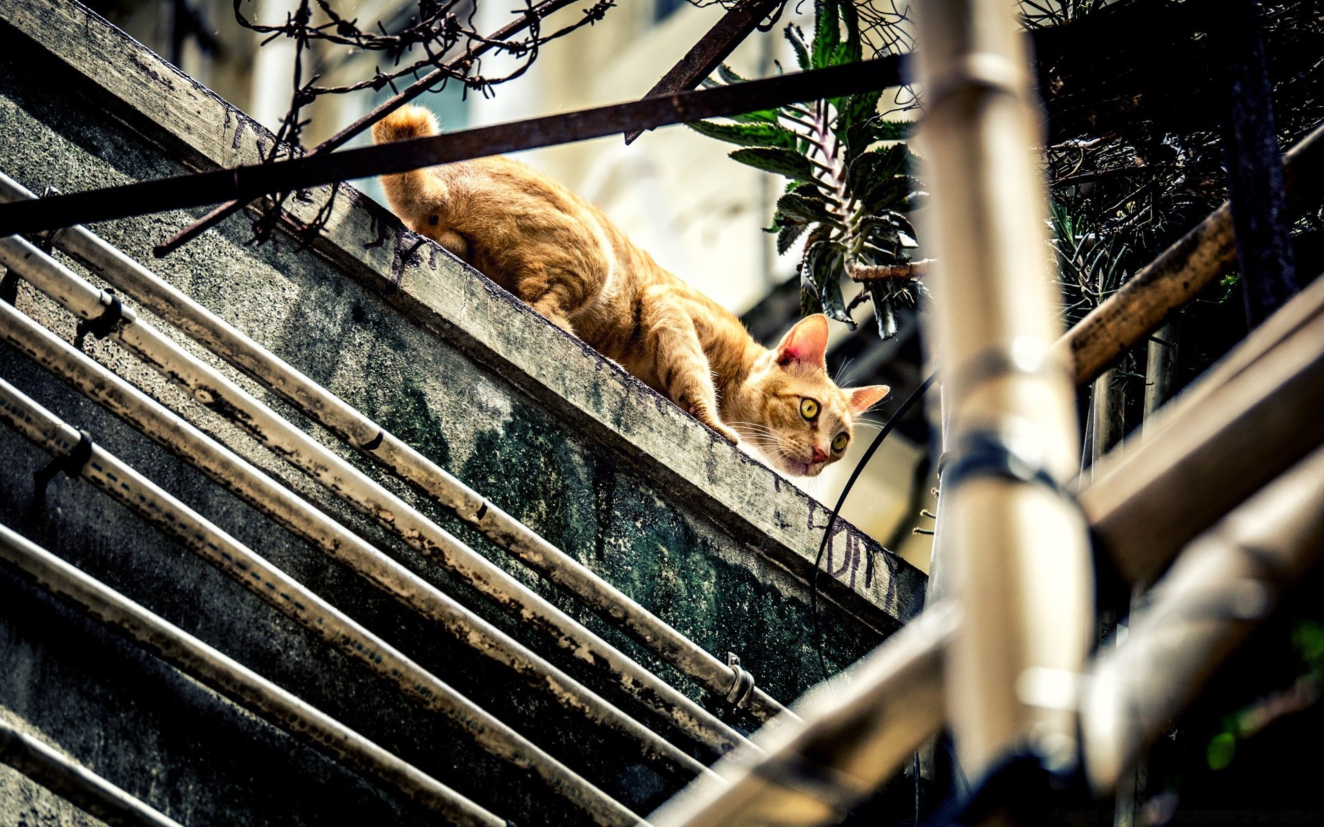 style urbain en plein air nature nourriture