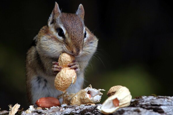 Squirrel with cashew nuts. Nature