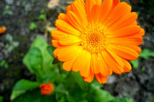 Gros plan de calendula lumineux