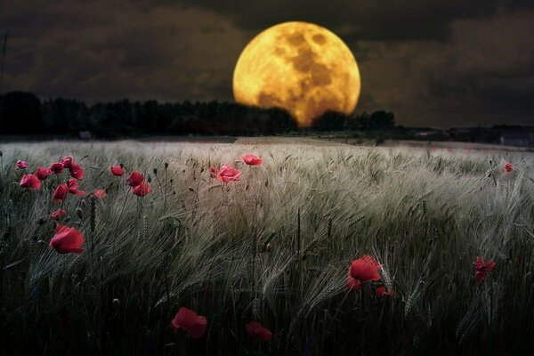 Red poppies in a grass field under the night moon