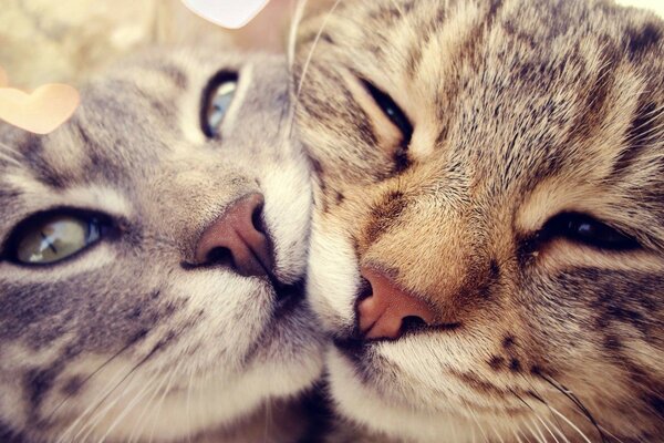 Two cats cuddle together