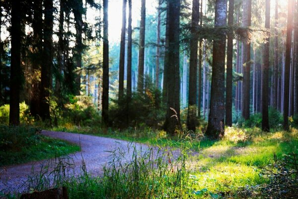 Morgen im ruhigen Wald