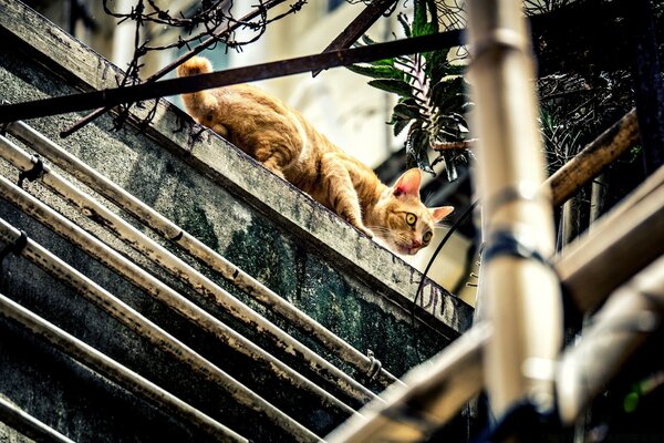 Katze auf der Straße auf der Suche nach Nahrung