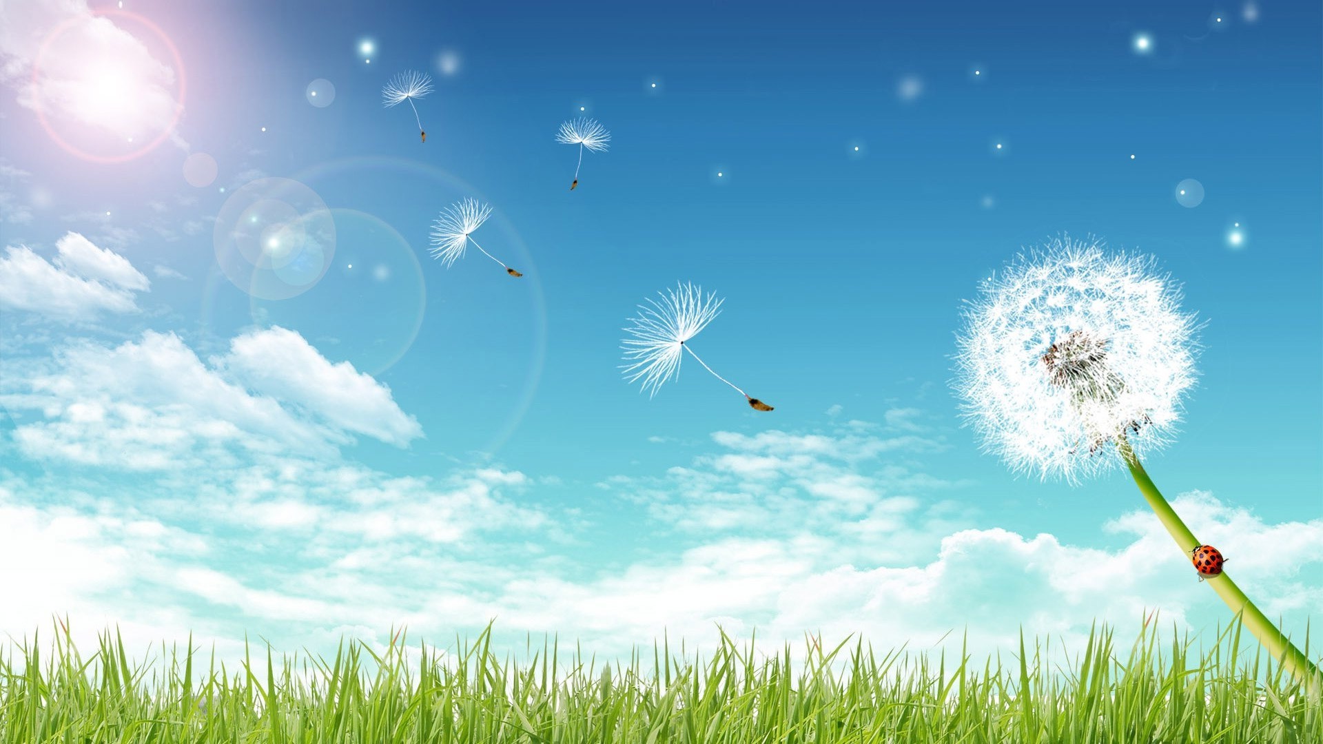 summer grass hayfield field lawn sky sun nature wind dandelion season fair weather bright desktop freedom