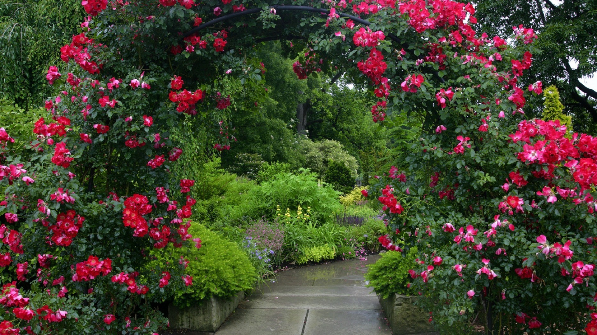 bahçeler çiçek bahçe flora çalı yaz doğa ormangülü yaprak büyüme çiçek açan açık havada sardunya botanik ağaç gül sezon çiçek yatağı