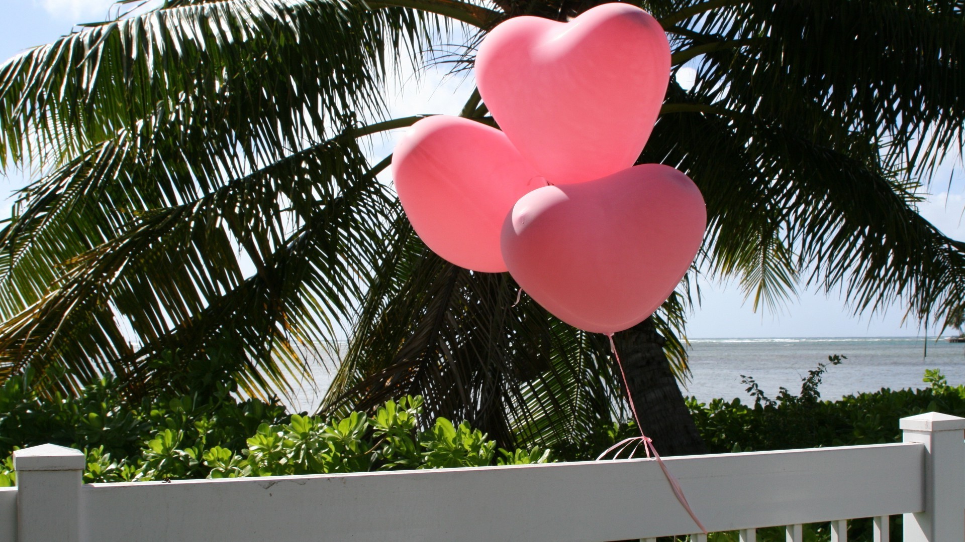 corazones tropical árbol romántico naturaleza vacaciones verano exótico romance jardín palmas flor resort