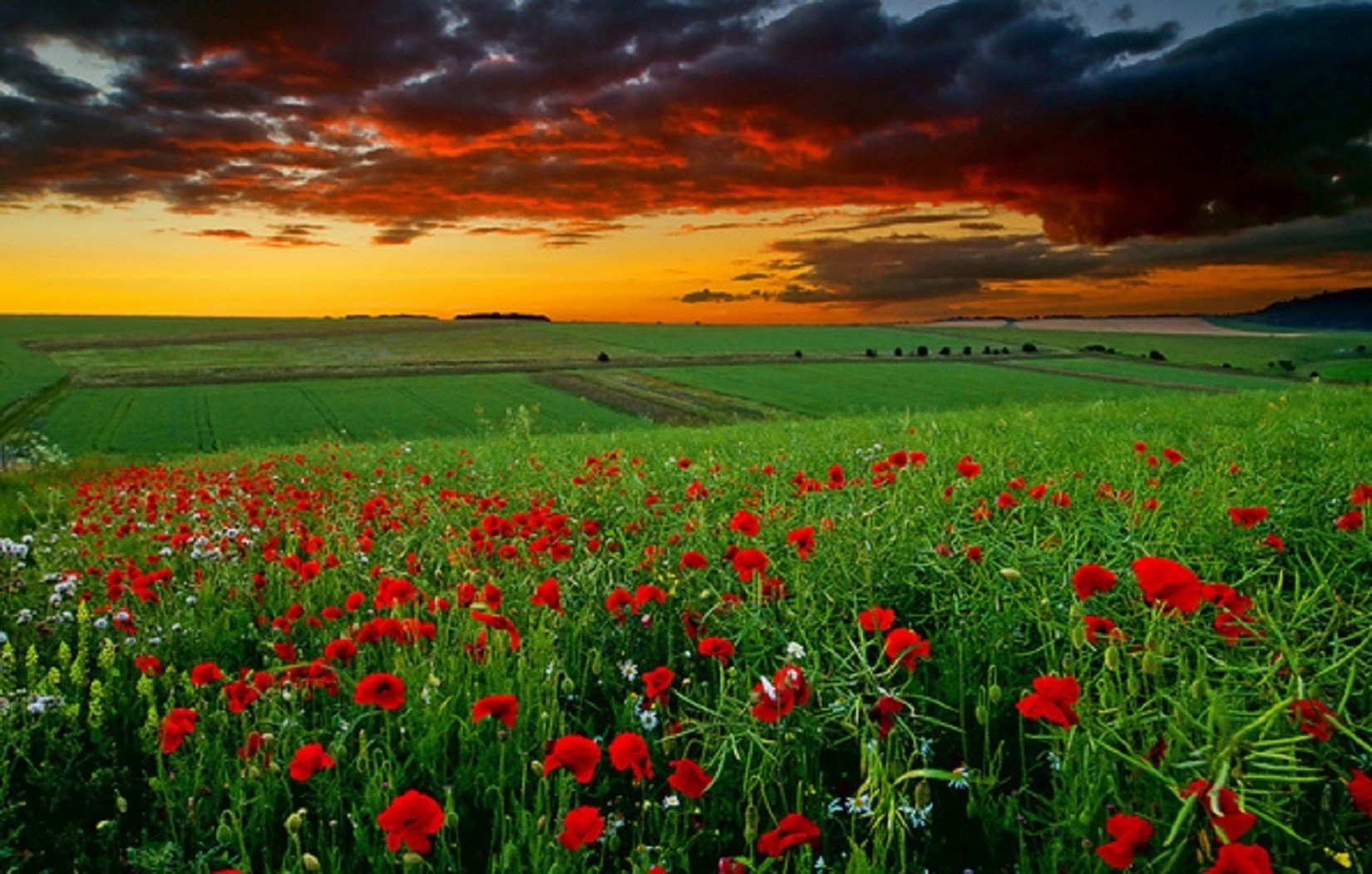 pôr do sol e amanhecer campo rural flor feno poppy natureza agricultura grama paisagem campo fazenda flora verão crescimento ao ar livre temporada brilhante país pasto