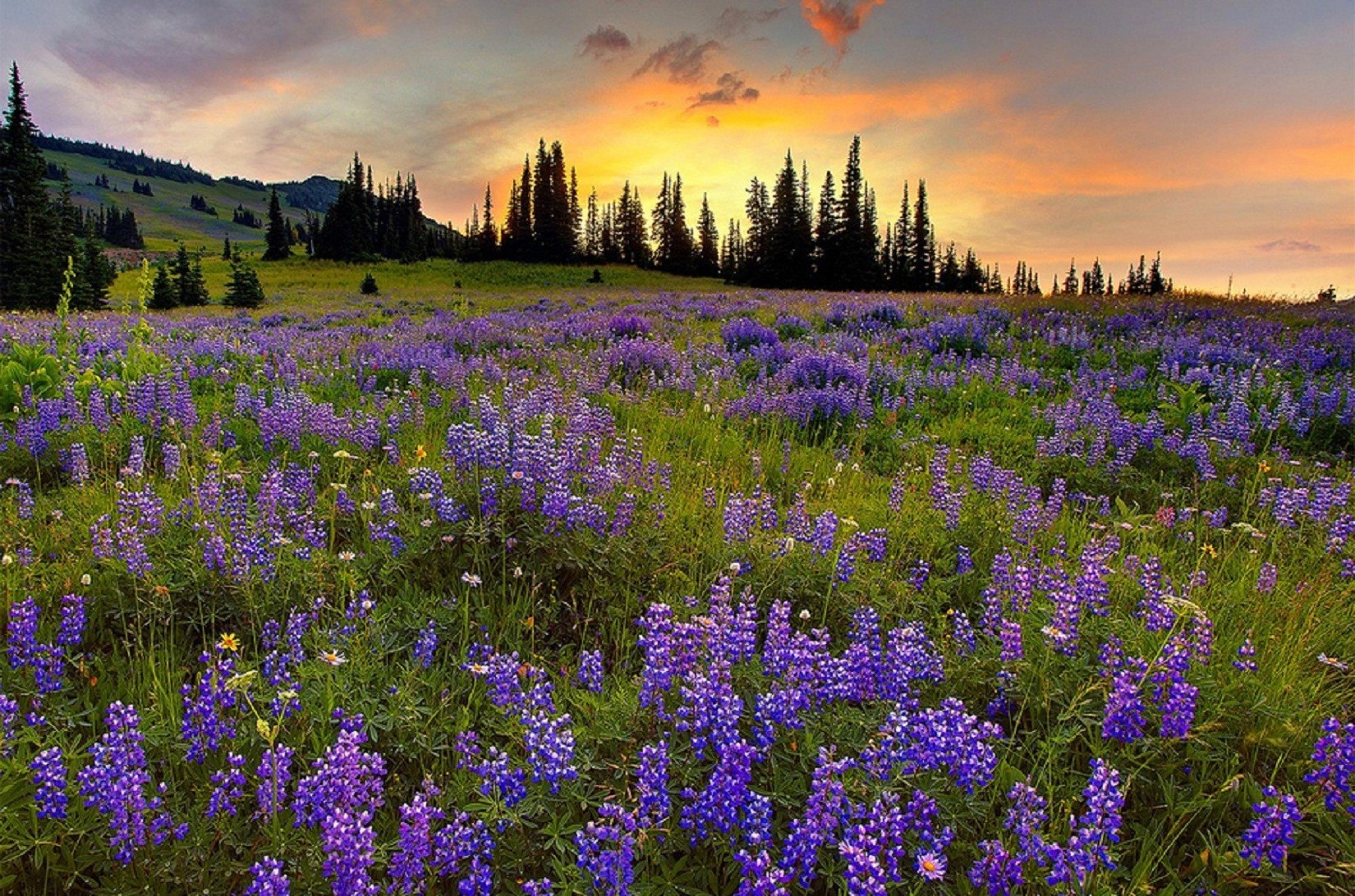 fields meadows and valleys nature flower lupine landscape hayfield rural outdoors field summer grassland grass countryside wildflower scenic country flora season dawn wild