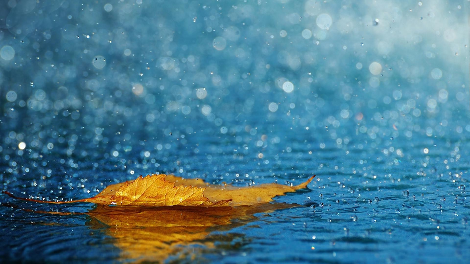 叶子 湿 水 飞溅 雨 纯净 反射 波浪 自然 秋天 绿松石 海 泡沫 液体 纯净 脉动