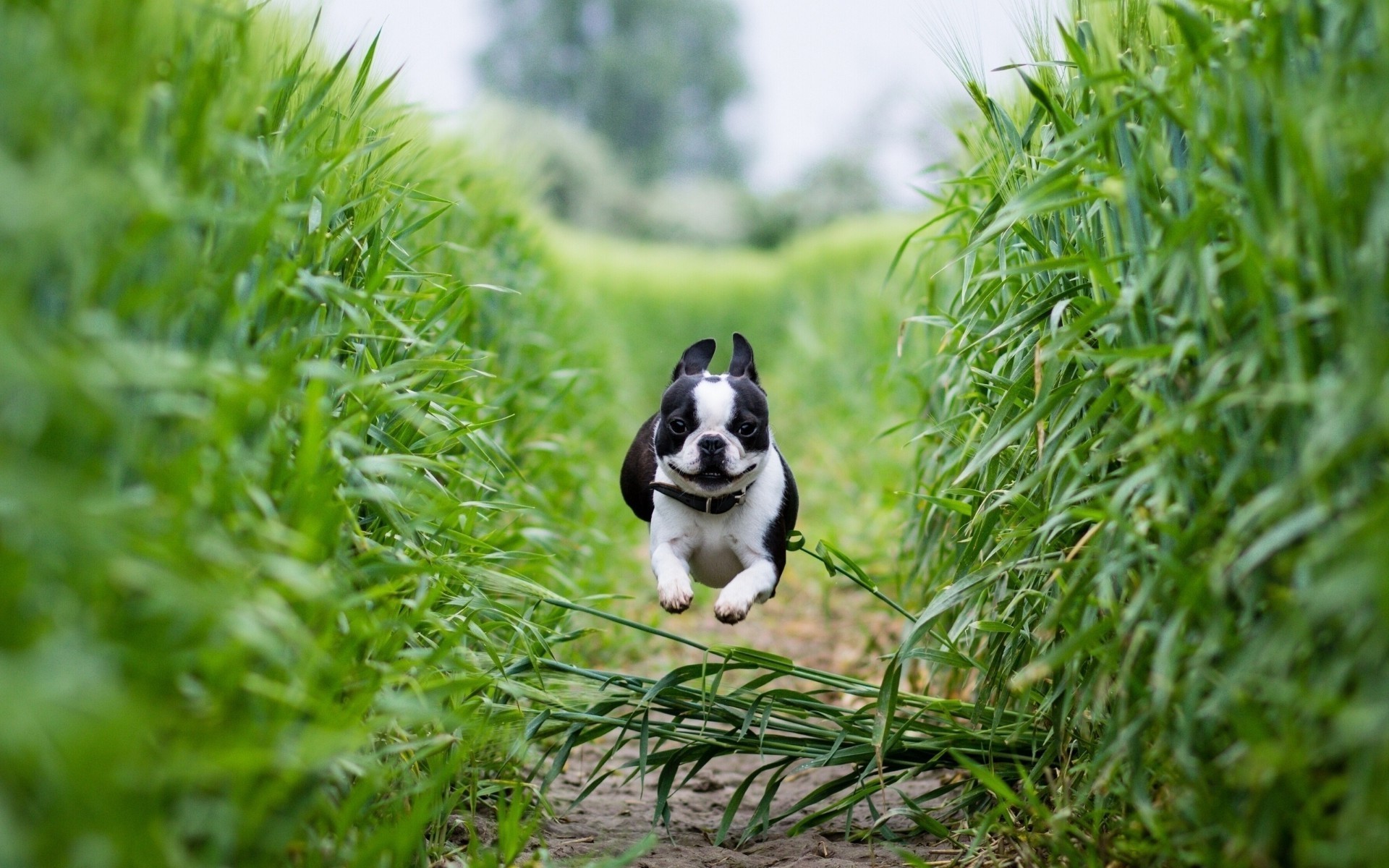 dogs grass nature animal summer outdoors cute little field hayfield mammal lawn dog