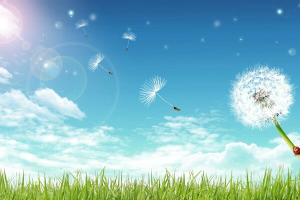 Dentes-de-leão de voar a partir dele fluffs entre grama verde no fundo do céu com nuvens brancas