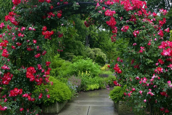 Viele Blumen im Garten