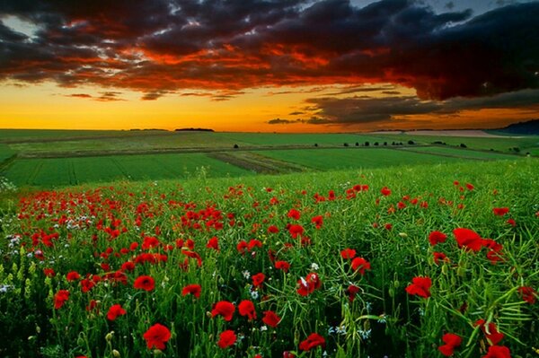 Red flowers in a field with green grass at sunset