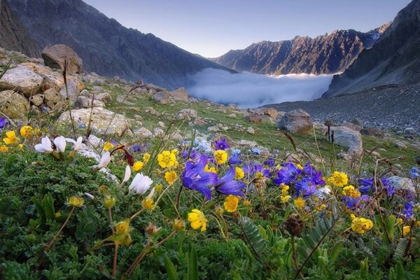 Gelbe lila Blüten neben den Steinen am Fuße des Berges auf dem Hintergrund einer nicht nebligen Wolke