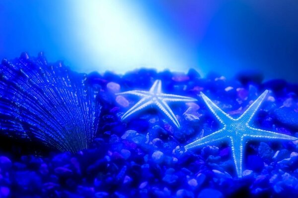 denizyıldızları ve denizin dibindeki bir kabuk, arka planda, ışık ışınlarının arasından geçen bir denizyıldızı