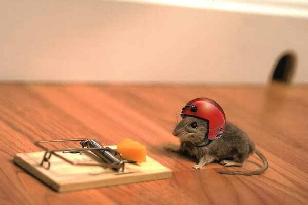 A mouse in a helmet at a loaded mousetrap on a blurry beige background