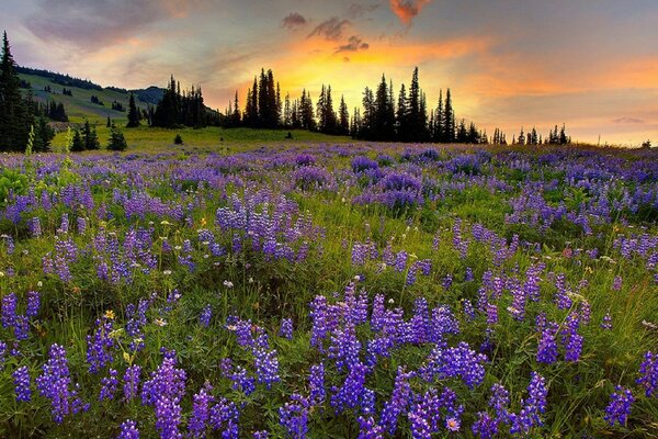 A field of lupins against a dark forest background