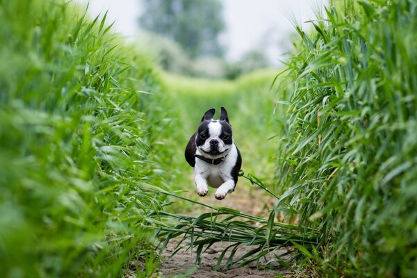 Ein flinker Hund nimmt eine Barriere an