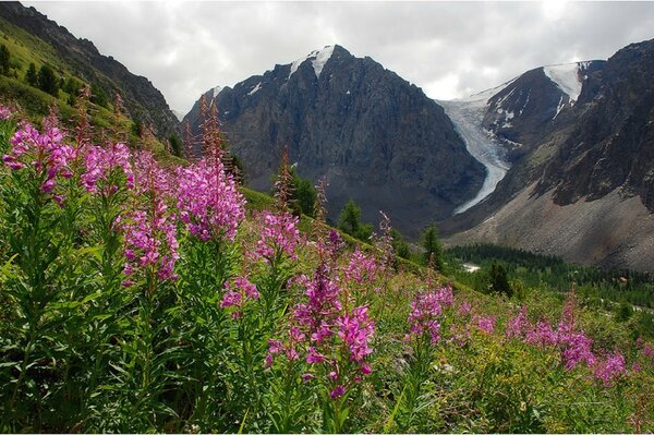 Beautiful mountain slope in flowers