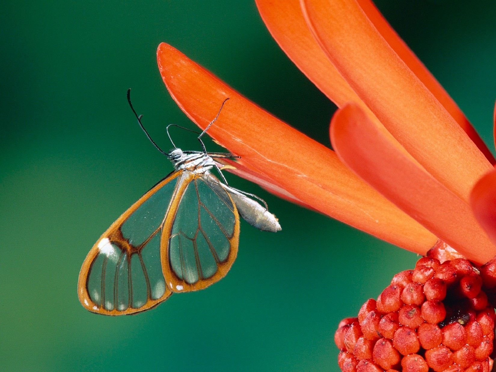 flowers nature insect butterfly flower color summer flora garden bright leaf biology wildlife antenna outdoors desktop beautiful