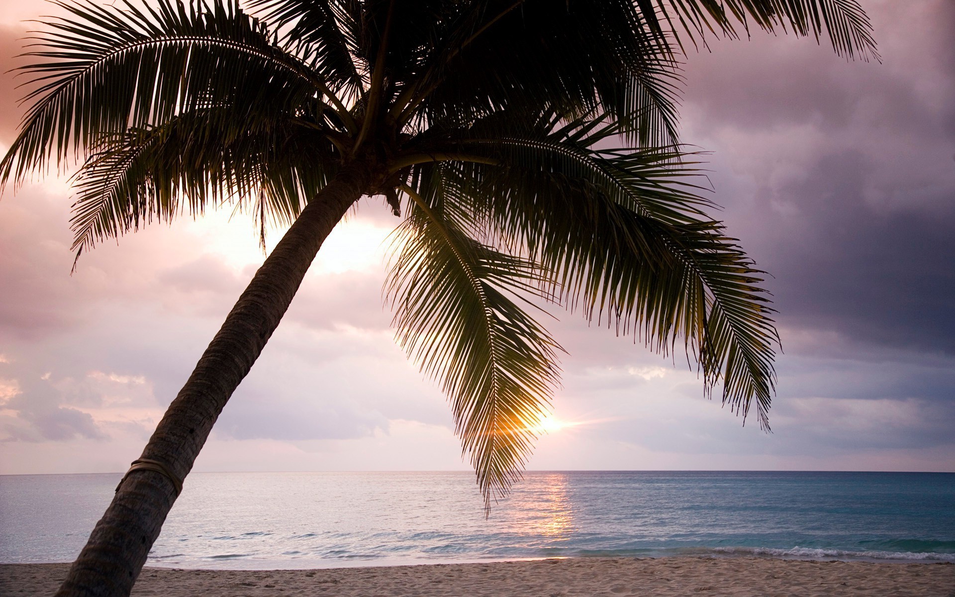 meer und ozean strand tropisch sand palmen ozean meer exotisch insel sonne reisen urlaub sommer wasser resort paradies kokosnuss landschaft entspannung meer