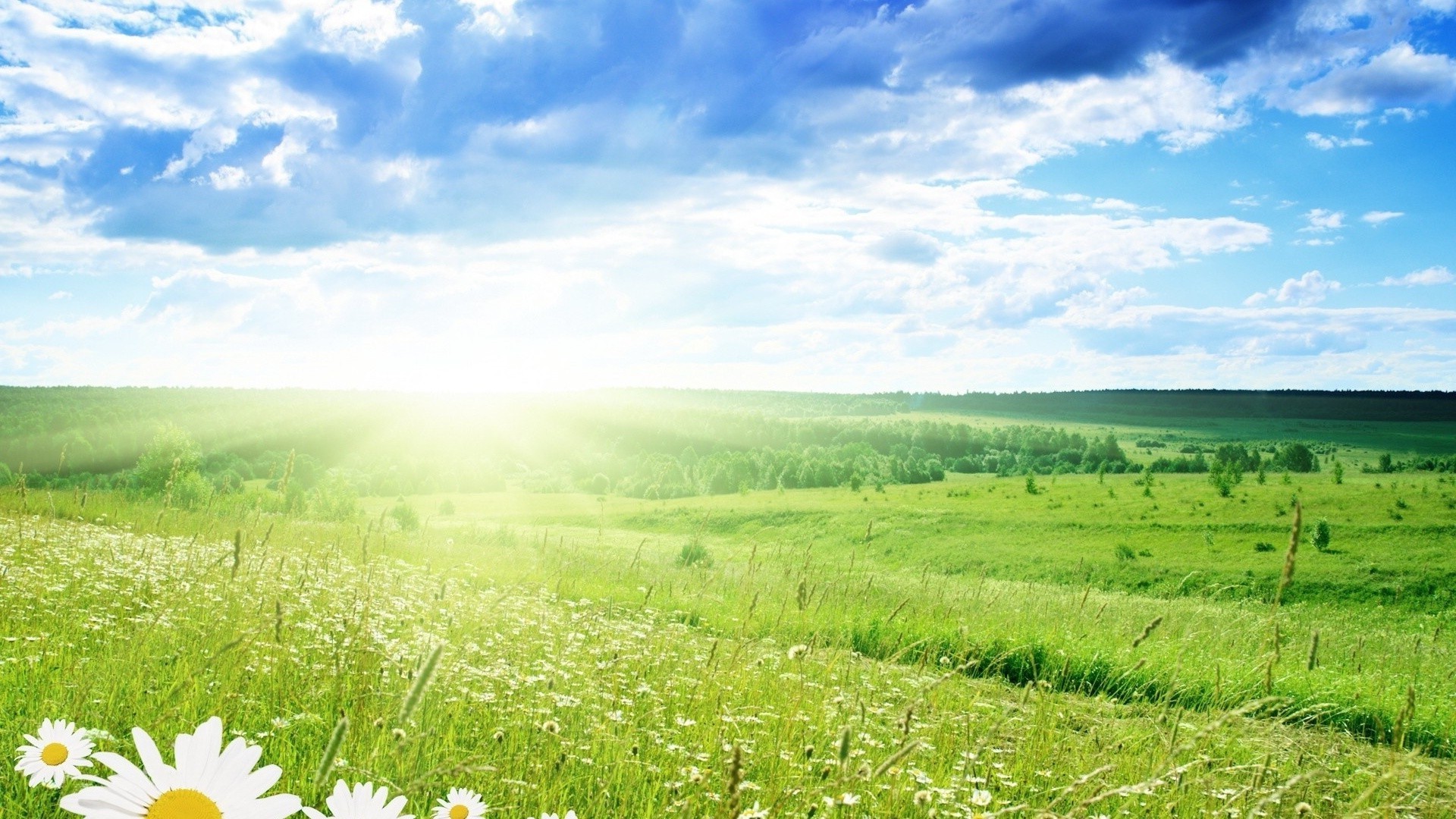 summer nature landscape field rural grass hayfield sky pasture countryside outdoors agriculture fair weather growth idyllic sun flora bright country