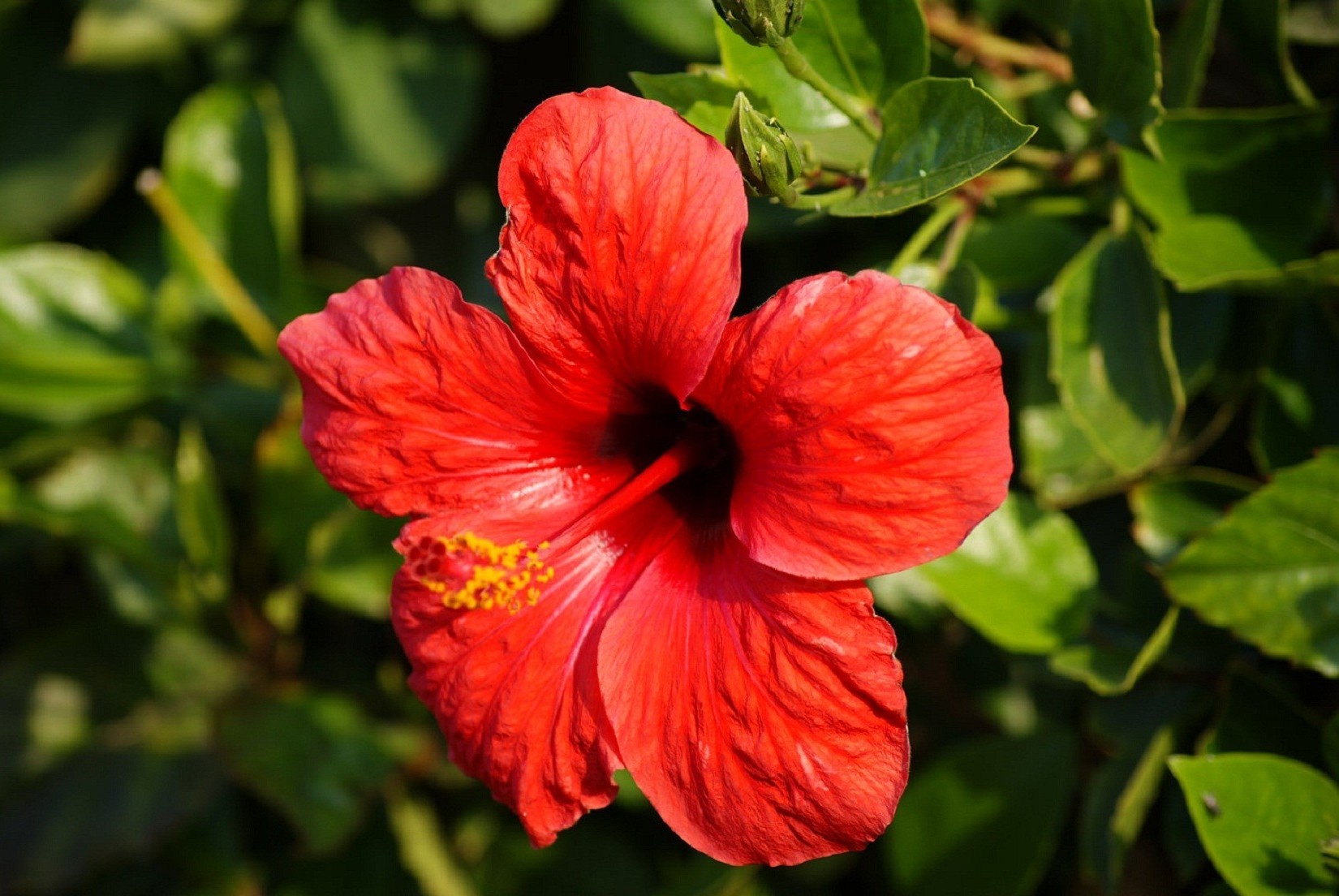 fleurs fleur nature feuille flore jardin été hibiscus couleur gros plan à l extérieur tropical croissance bluming lumineux floral