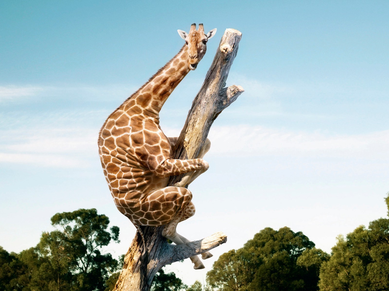 animais natureza ao ar livre vida selvagem pássaro céu luz do dia raptor sozinho árvore