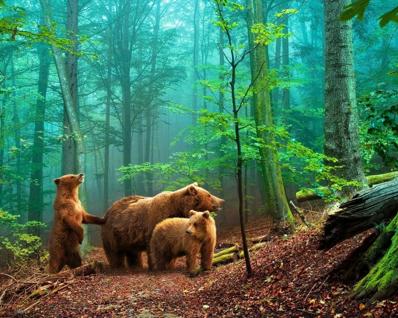 osos madera mamífero naturaleza parque árbol al aire libre vida silvestre viajes salvaje luz del día paisaje dos