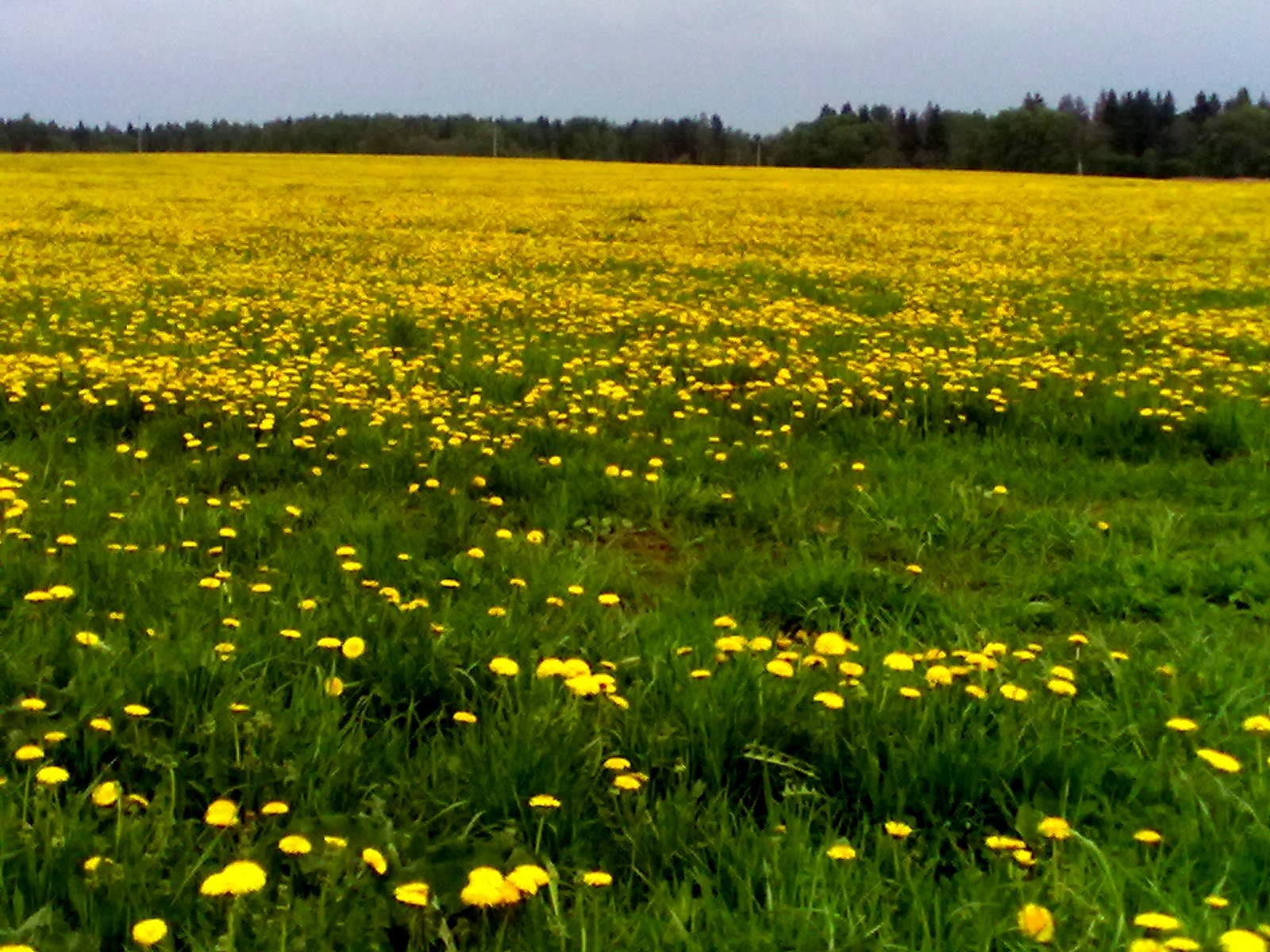 fields meadows and valleys hayfield grass field flower rural dandelion nature flora summer landscape fair weather lawn sun pasture countryside outdoors bright grassland scene