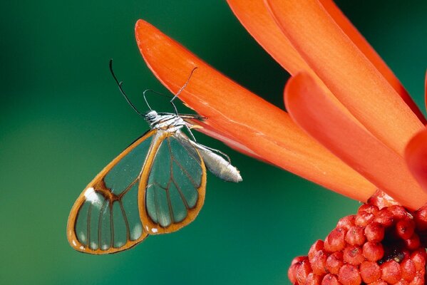 Belleza del tanque en pétalos de naranja