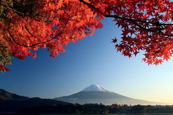 Incredible color of maple leaves, against the background of snowy mountains