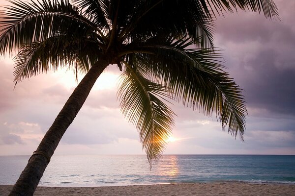 A tilted palm tree on the background of the ocean