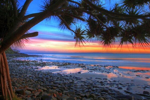 Puesta de sol en la playa con una planta exótica