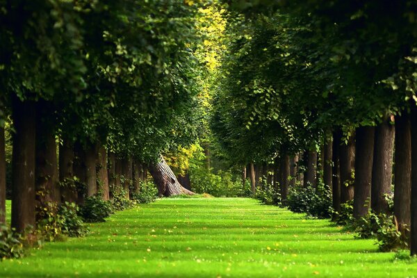 Mysterious forest on the way to Narnia