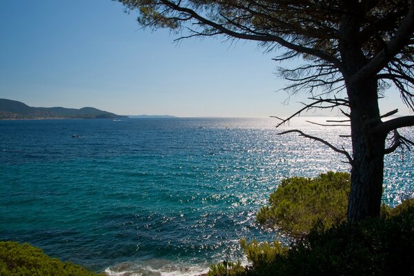 A tree on the shore of the azure sea