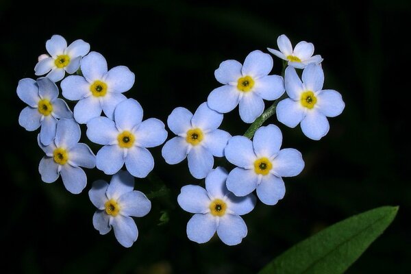 Todas as belezas da natureza em suas flores