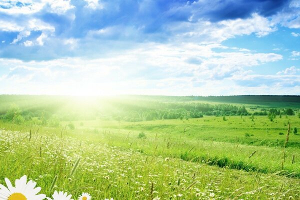 A huge field in the early morning