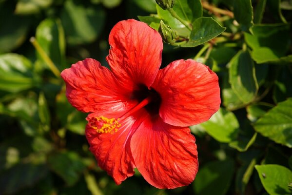 Beautiful coral flower