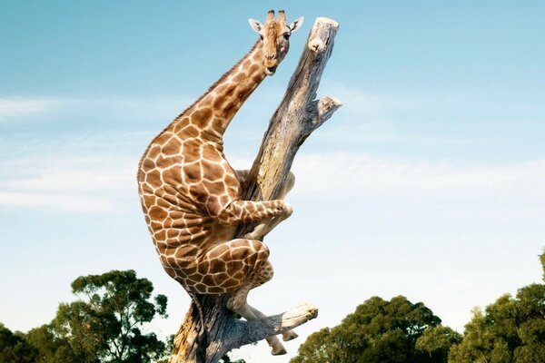 The giraffe climbed a tree out of fright