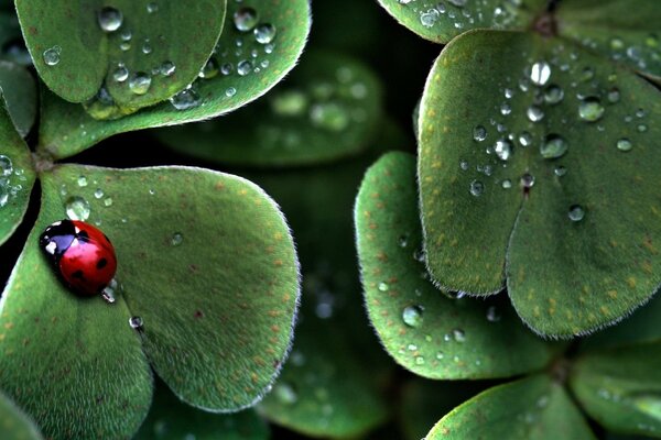 Coccinella seduta su una foglia con gocce di rugiada