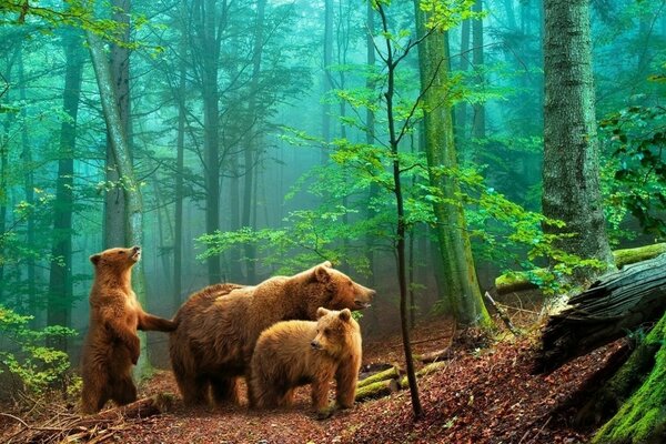 La mañana de los osos en el bosque de pinos